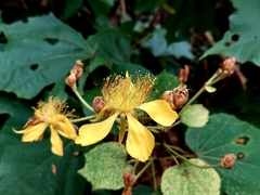 Erinocarpus nimmonii