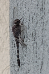 Bradinopyga geminata