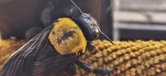 Xylocopa pubescens