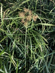 Cyperus esculentus
