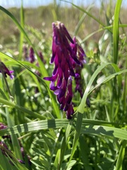 Vicia eriocarpa