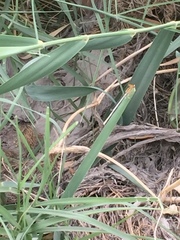 Platycnemis dealbata