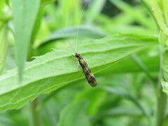 Mystacides longicornis