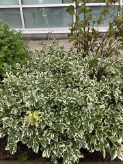 Ligustrum ovalifolium