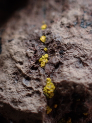 Candelariella