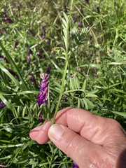 Vicia eriocarpa