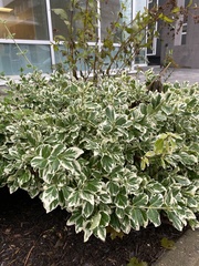 Ligustrum ovalifolium