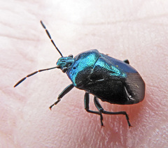Zicrona caerulea