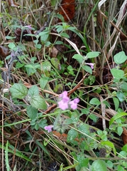 Clinopodium