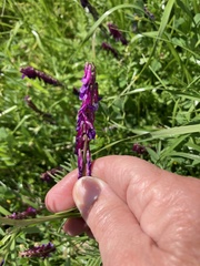 Vicia eriocarpa