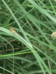 Platycnemis dealbata