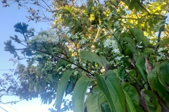 Heptacodium