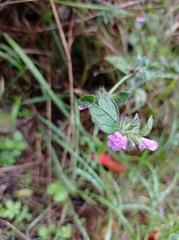 Clinopodium