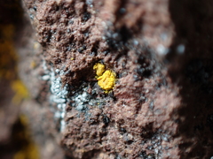 Candelariella