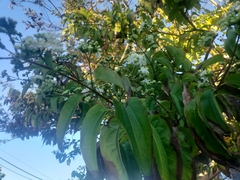 Heptacodium