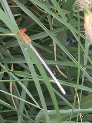 Platycnemis dealbata