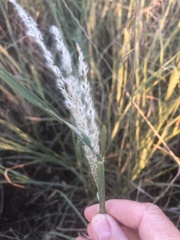 Digitaria californica