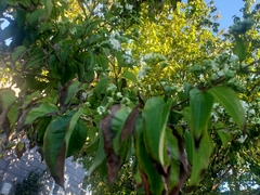 Heptacodium