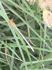 Platycnemis dealbata