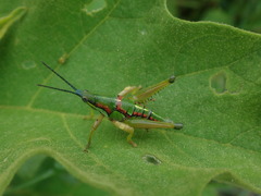 Sphenarium