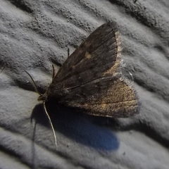 Idia diminuendis