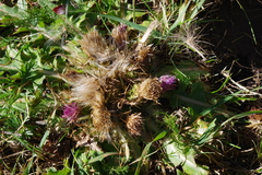 Cirsium acaule esculentum