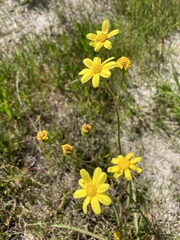 Senecio littoreus