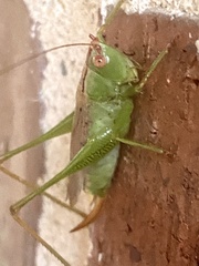 Conocephalini