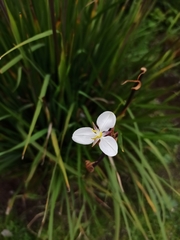Libertia chilensis