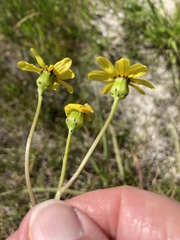 Senecio littoreus