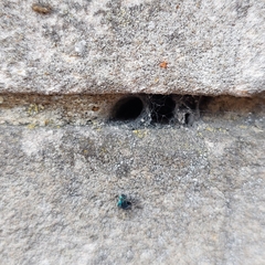 Amaurobius