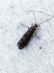 Polycentropodidae