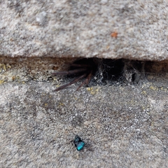 Amaurobius