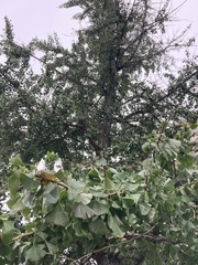 Ginkgo