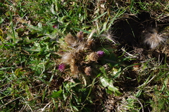Cirsium acaule esculentum