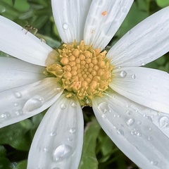 Leucanthemum maximum