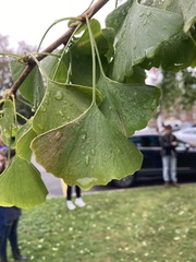 Ginkgo