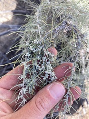 Artemisia filifolia