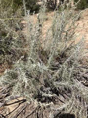 Artemisia filifolia