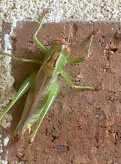 Conocephalini