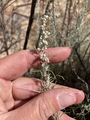 Artemisia filifolia
