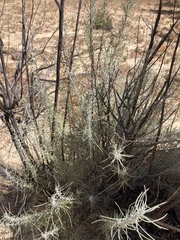 Artemisia filifolia