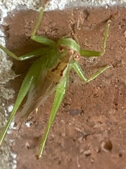 Conocephalini