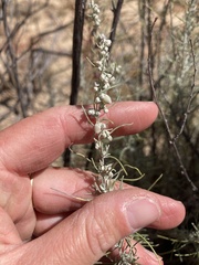 Artemisia filifolia