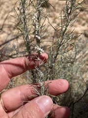 Artemisia filifolia