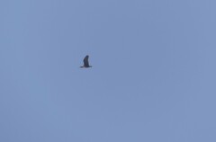 Theristicus melanopis