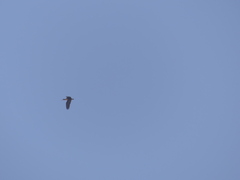 Theristicus melanopis