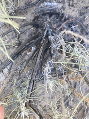 Artemisia filifolia