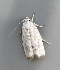 Antaeotricha