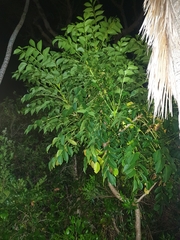 Polyscias cissodendron